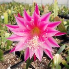 Epiphyllum-Hybr. Cleo Paetz