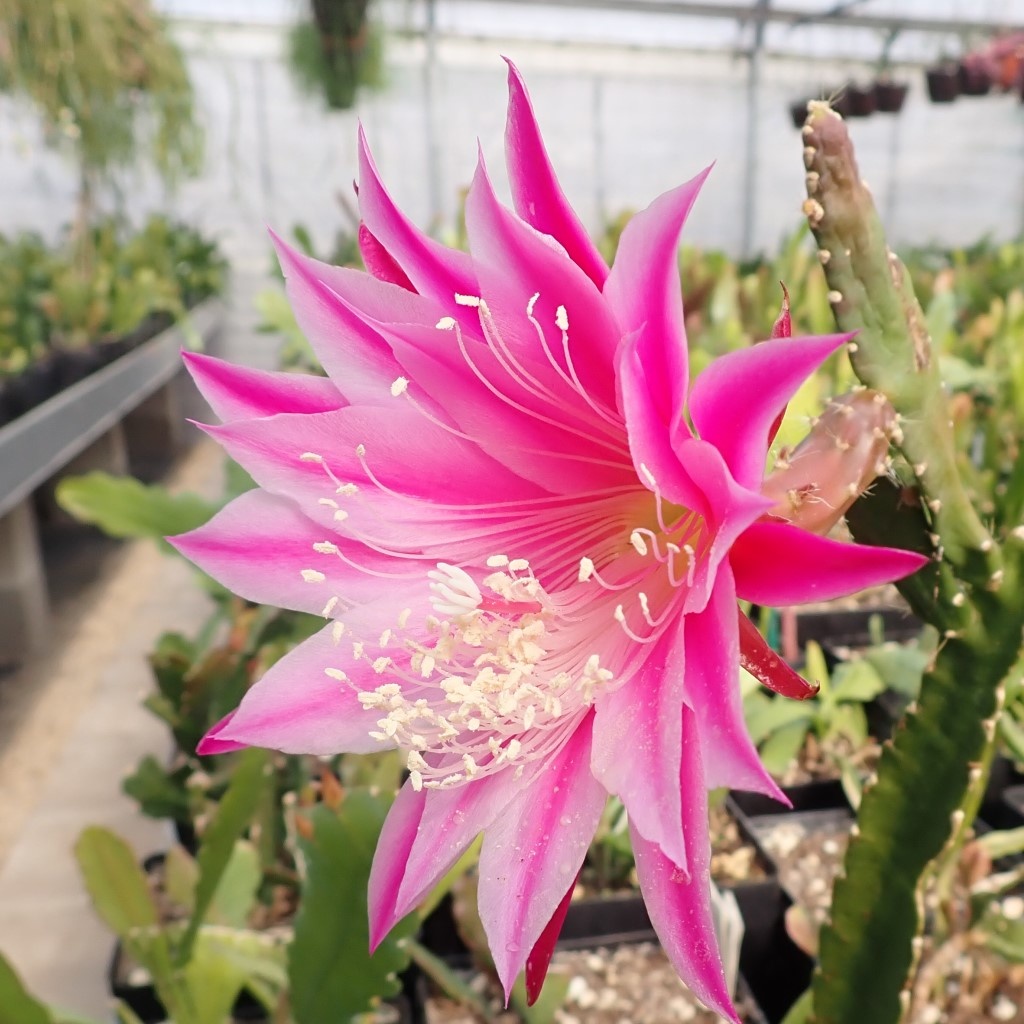Epiphyllum-Hybr. Cleo Paetz - Uhlig Kakteen - Über 5000 verschiedene Arten