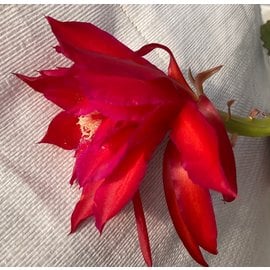 Epiphyllum-Hybr. Maienfeuer