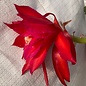 Epiphyllum-Hybr. Maienfeuer