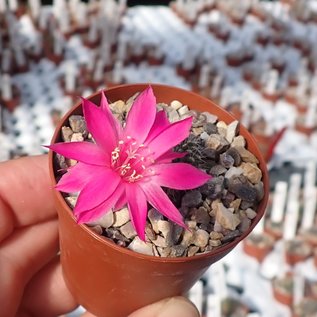 Rebutia senilis v. lilacino-rosea