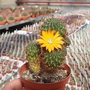 Sulcorebutia menesesii v. kamiensis L 974 Kami - Coriri, Bolivien, 3200 - 3400 m