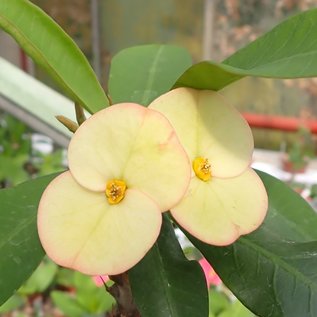 Euphorbia milii Grandiflora-Thai-Hybr. Century