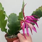 Epiphyllum-Hybr. Farbenpracht