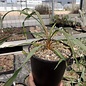 Yucca-Hybr. Thomas TB-Y17-07      (dw)