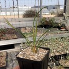 Yucca-Hybr. Moritz TB-Y17-05      (dw)