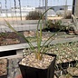 Yucca-Hybr. Moritz TB-Y17-05      (dw)