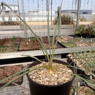 Yucca-Hybr. Oliver Valentin TB-Y17-04      (dw)