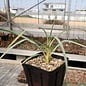 Yucca-Hybr. Oliver Valentin TB-Y17-04      (dw)