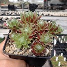 Sempervivum arachnoideum-Hybr. Happy Birthday      (dw)