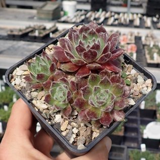 Sempervivum Raspberry Ice  Hybr.     (dw)