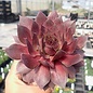 Sempervivum Big Martin       (dw)