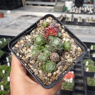 Sempervivum Alpha       (dw)