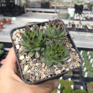 Sempervivum calcareum cv. Guiseppii      (dw)