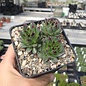 Sempervivum calcareum cv. Guiseppii      (dw)