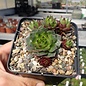 Sempervivum Zeeuwse Winner       (dw)