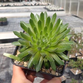 Sempervivum arachnoideum-Hybr. Mike      (dw)