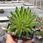 Sempervivum arachnoideum-Hybr. Mike      (dw)