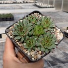 Sempervivum calcareum Little       (dw)