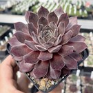 Sempervivum Silvertone       (dw)