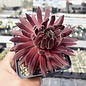 Sempervivum Stenorosso       (dw)