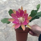 Epiphyllum-Hybr. Gitti Paetz