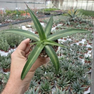 Agave nizandensis   San Luis Potosi, Mx