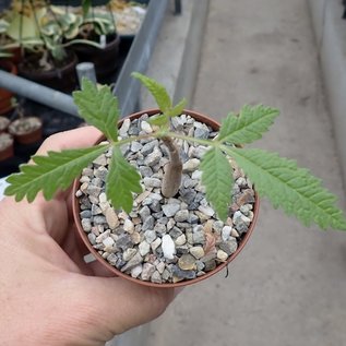 Bursera cuneata   Tepoztlan - Moralos