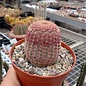 Echinocereus rigidissimus ssp. rubrispinus L 088 Sierra Obscura, 2000 m, Chihuahua, Mexiko