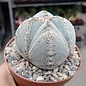 Astrophytum myriostigma cv. Onzuka quadricostata Ronde