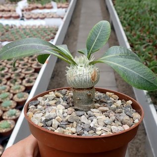 Pachypodium brevicaule    gepfr.