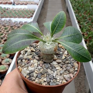 Pachypodium brevicaule    gepfr.