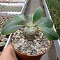 Pachypodium brevicaule    gepfr.