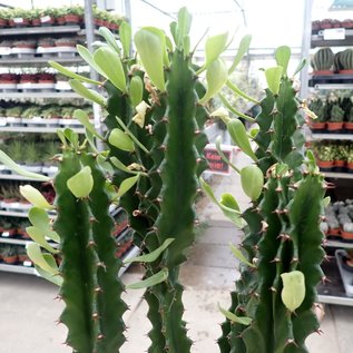 Euphorbia erythraea monstruosa