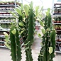 Euphorbia erythraea monstruosa