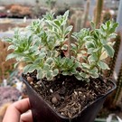 Sedum takesimense cv. Atlantis      (dw)