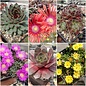 Offer Hardy Succulents