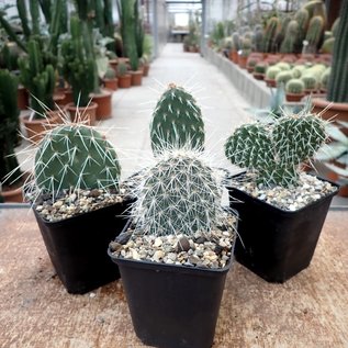 Surtido Opuntia resistente