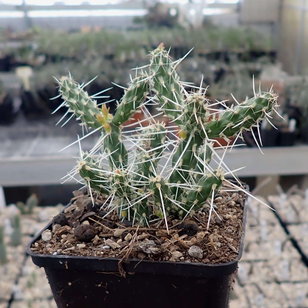 Corynopuntia parishii LZ 267 West of Cameron, Arizona, USA, 1900 m (dw