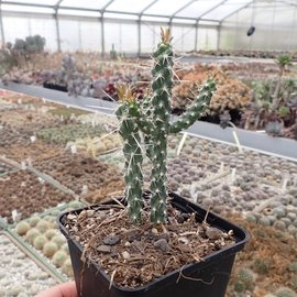 Cylindropuntia acanthocarpa   Mead View, Arizona, USA    (dw)