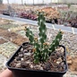 Cylindropuntia whipplei   Archuleata Co., Colorado, USA, 1951 m     (dw)