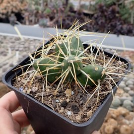 Tephrocactus platyacanthus       (dw)