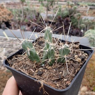 Cylindropuntia davisii   Quay Co., New Mexico, USA    (dw)