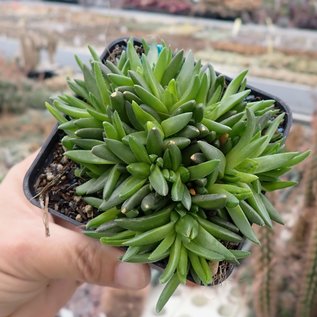 Delosperma congestum  cv. Golden Nugget      (dw)