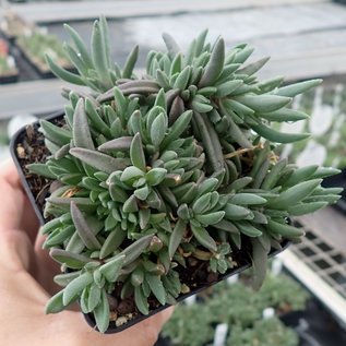 Delosperma dyeri cv. Typ Schleipfer      (dw)