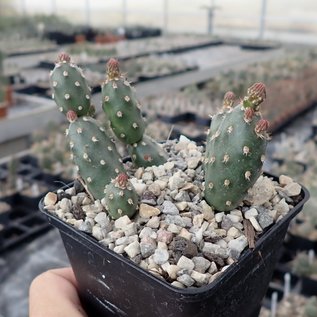 Opuntia fragilis cv. Frankfurt      (dw)