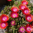 Delosperma cv. Garnet Jewel of Desert       (dw)