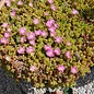 Delosperma nubigenum cv. Rosenteppich  Lesotho    (dw)