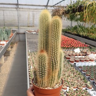 Pilosocereus chrysosthele