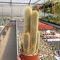 Pilosocereus chrysosthele